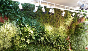 Green wall hydroponic system